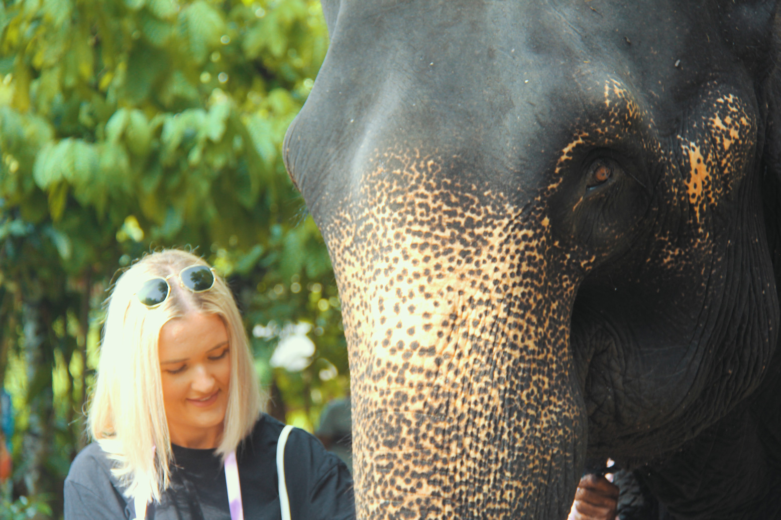 Asian Elephant