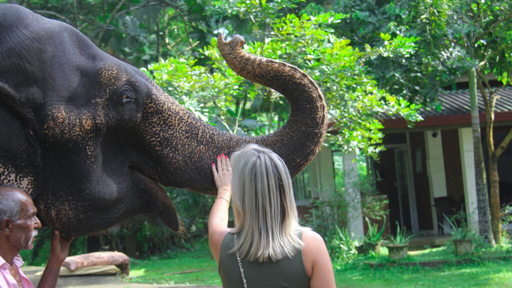 Elephants in Sri Lanka: A Majestic Encounter