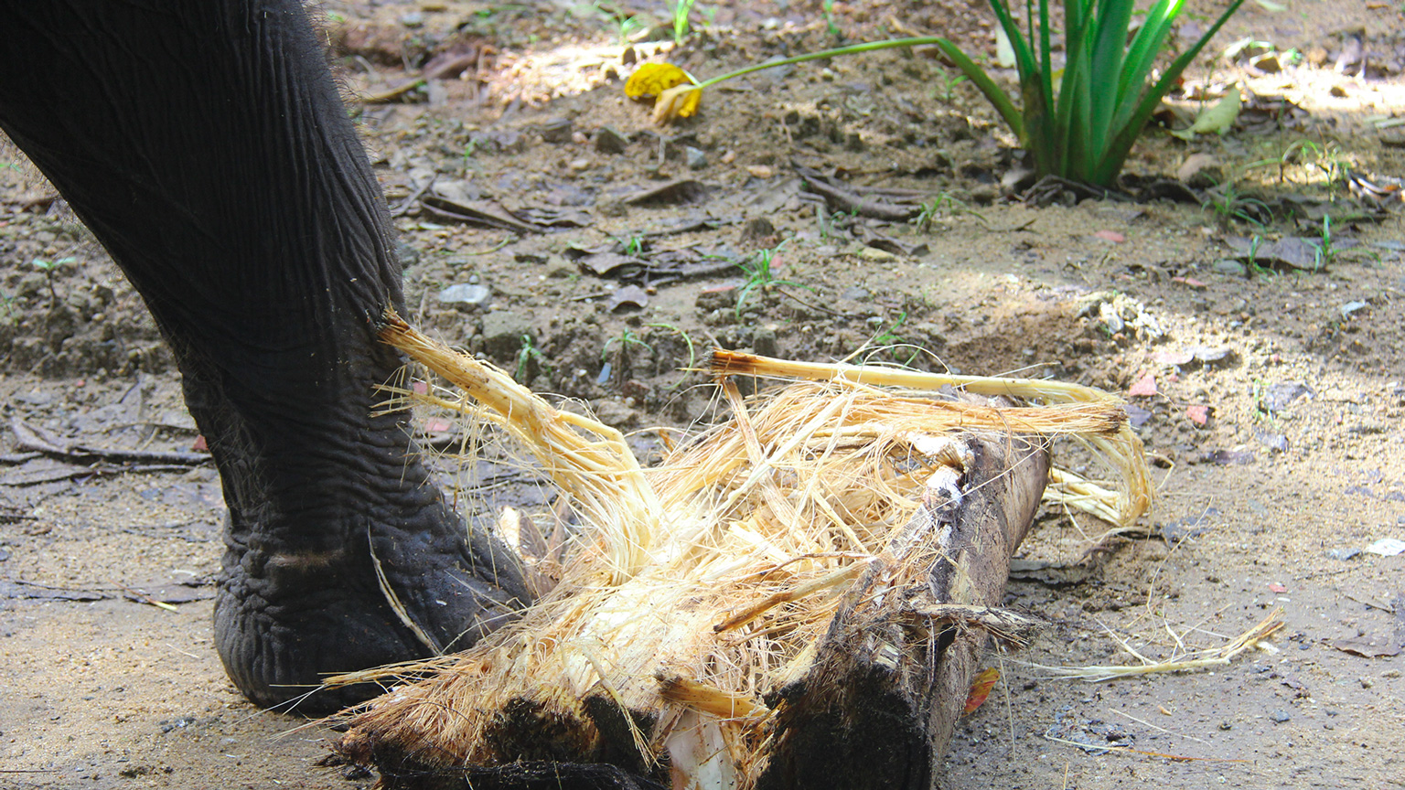 Close up of elephant eating Kithul trunk in Sri Lanka