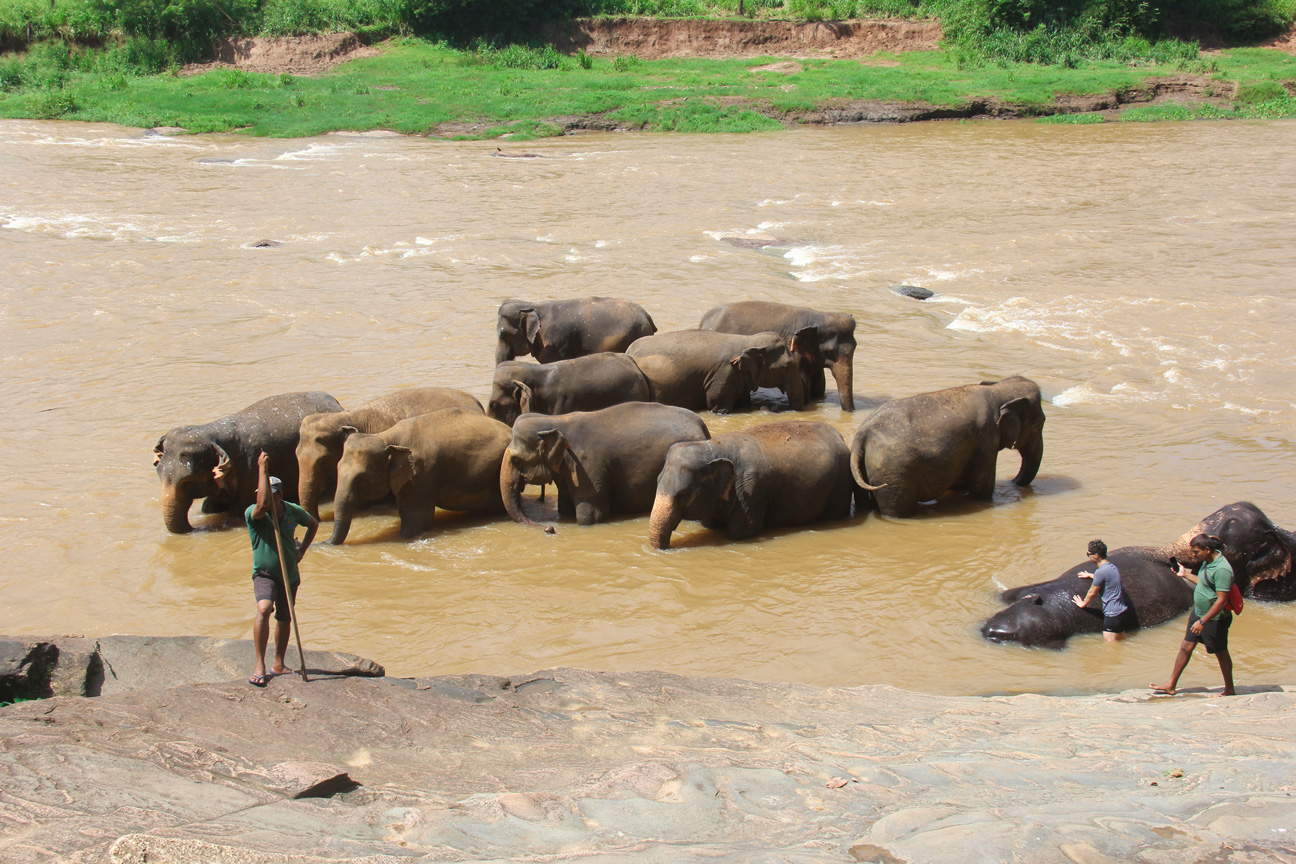 A herd of elephants bathing in Pinnawala Elephants Orphanage, Sri Lanka