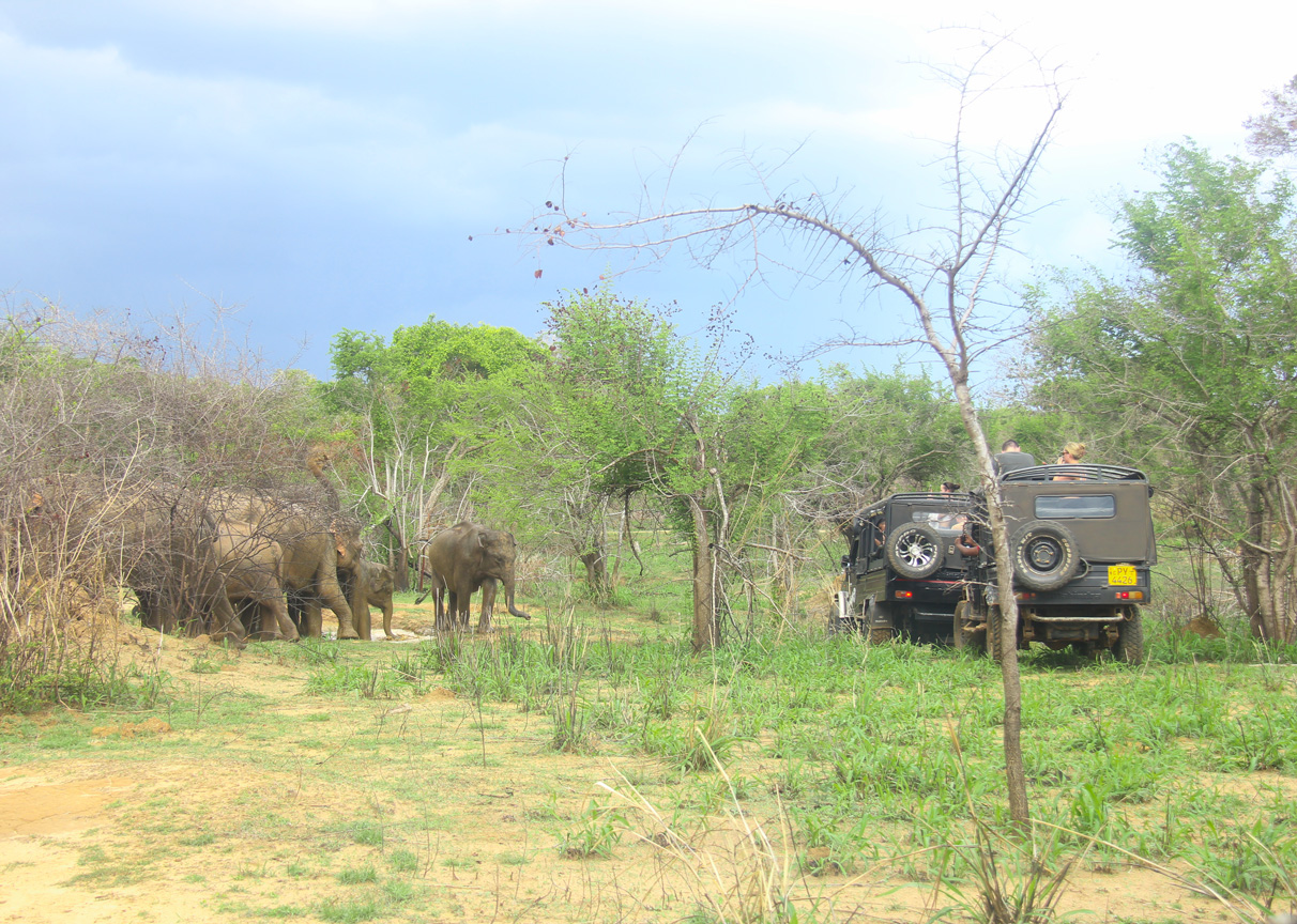 Safari vehicles near a herd of wild elephants in Sigiriya, Sri Lanka